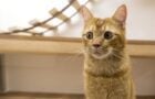 Affordable Luxury Cat Boarding Hotel - Ginger cat enjoying the Deluxe Suite amenities at Tiny Paw Hotel.