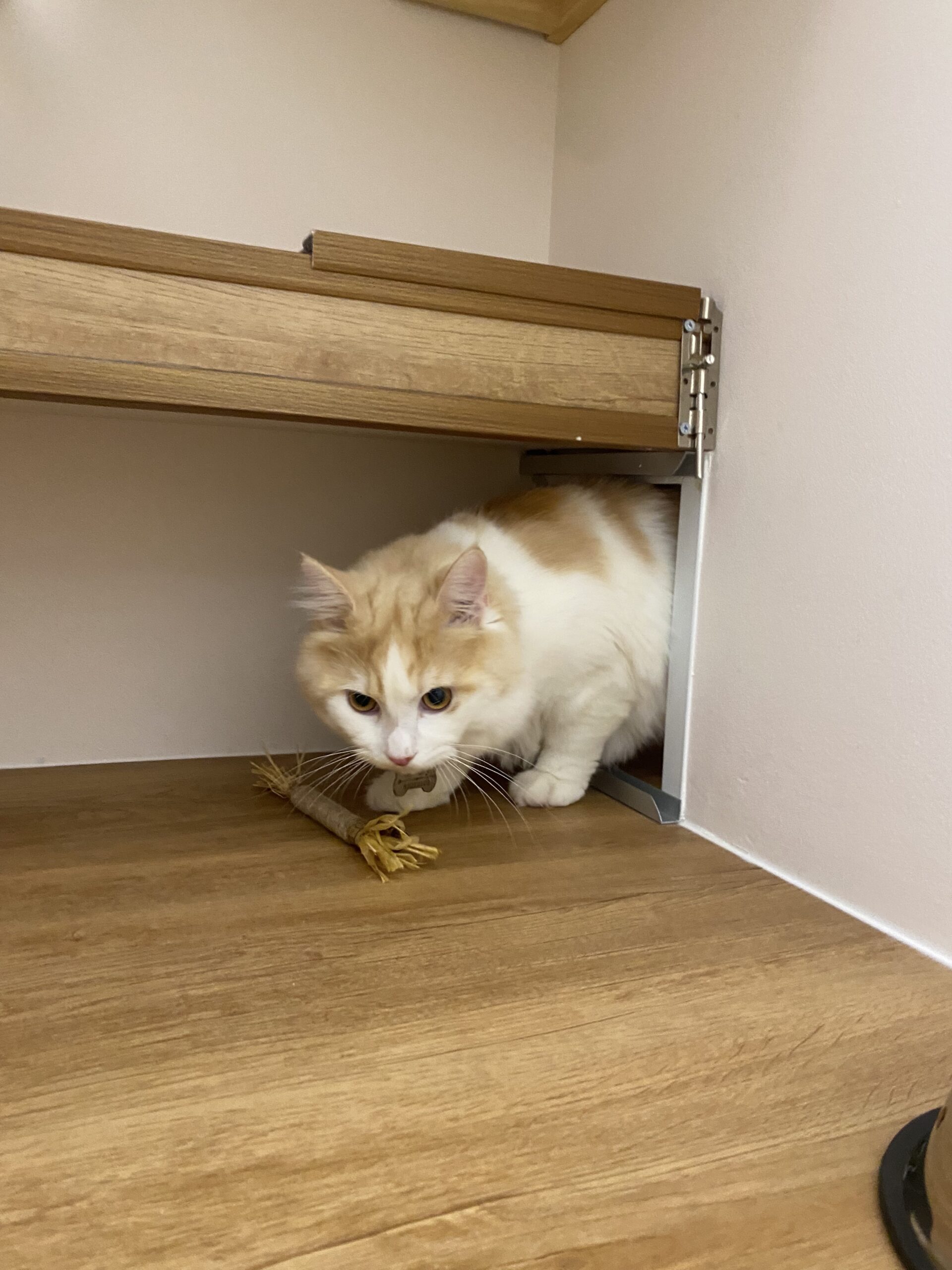 Affordable Luxury Cat Hotel - Deluxe adjoining suite at Tiny Paw Hotel, offering comfort and space for cats to relax and interact.