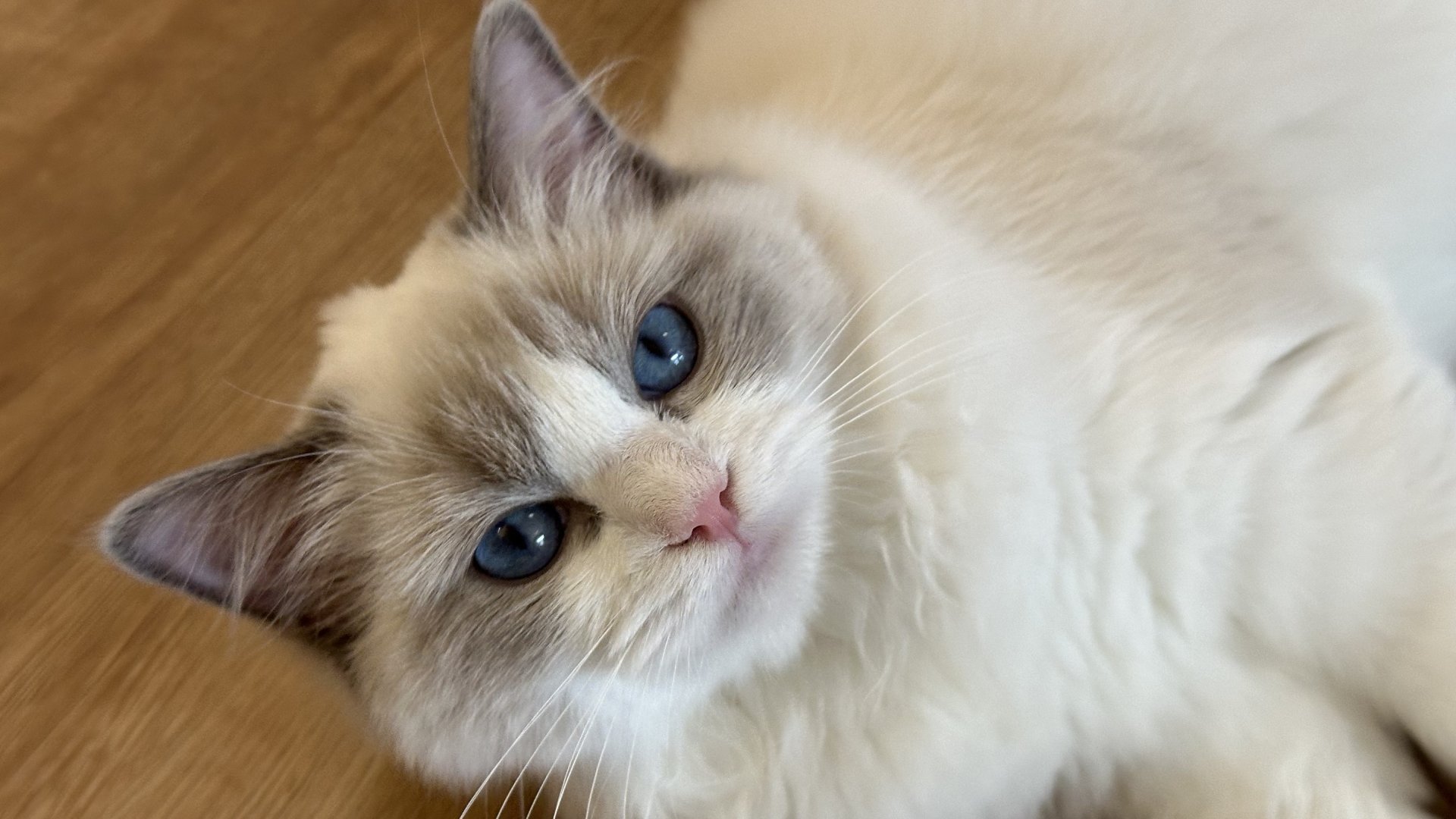 Interact with Pedigree Kitten, Blue Eyes, a Ragdoll pedigree kitten at Tiny Paw Lounge, with soft bicolour coat and bright blue eyes.