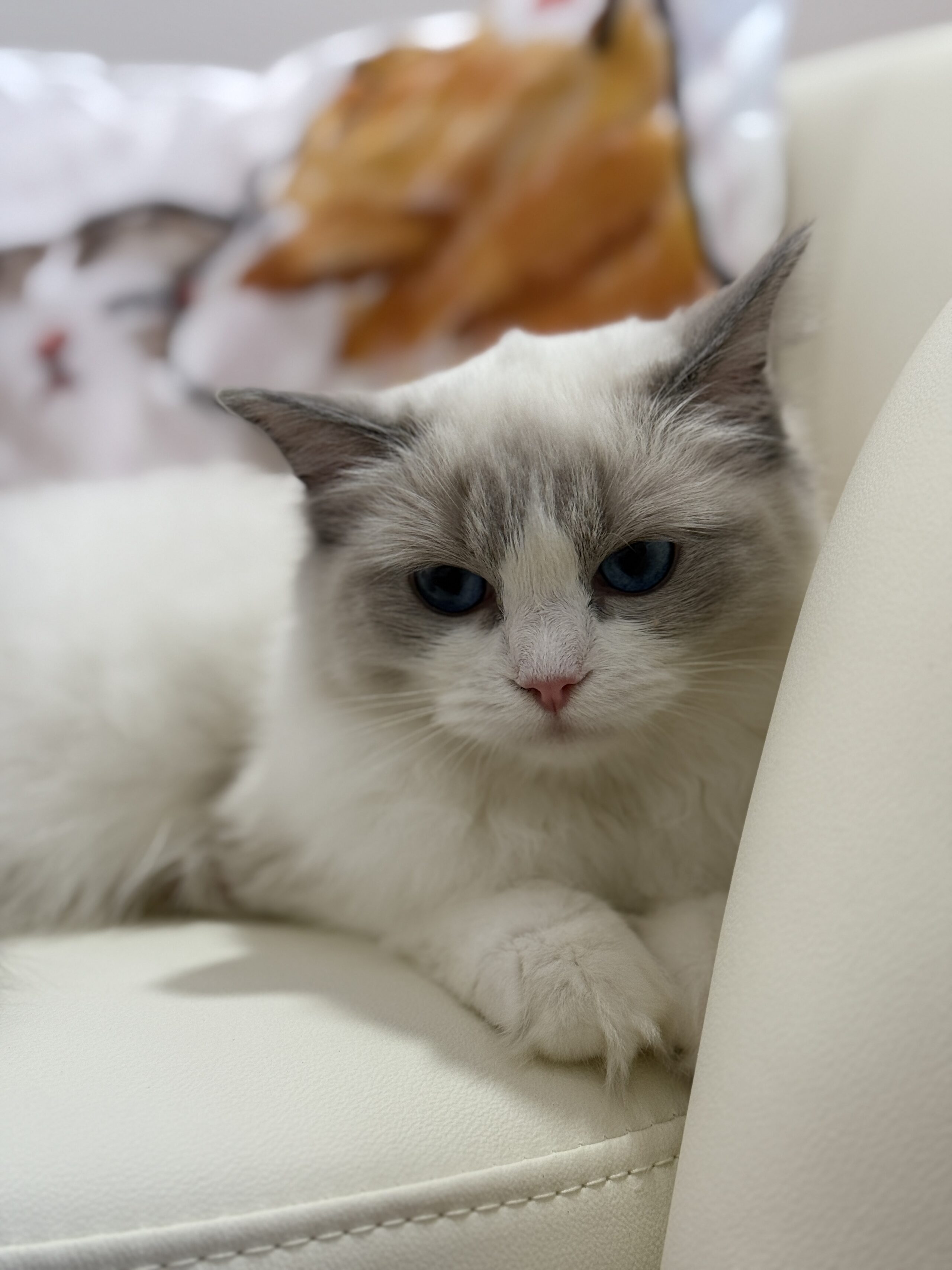 Tiny Paw Pedigree Kitten – Meet Blue Eyes, who is here to guide you through Tiny Paw’s booking procedures for boarding your cat at Tiny Paw Cat Hotel.