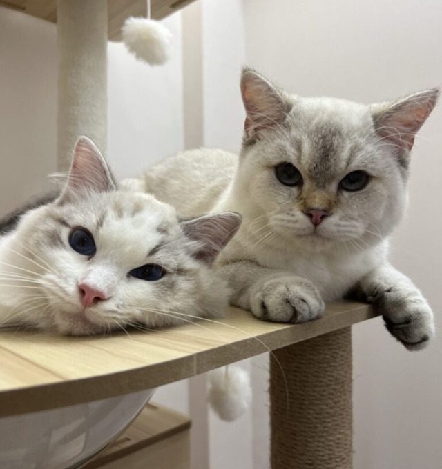 Adorable British Shorthair and Ragdoll kittens with soft coats lounging in style at Tiny Paw Lounge, an affordable luxury cat boarding and pet shop in Singapore.