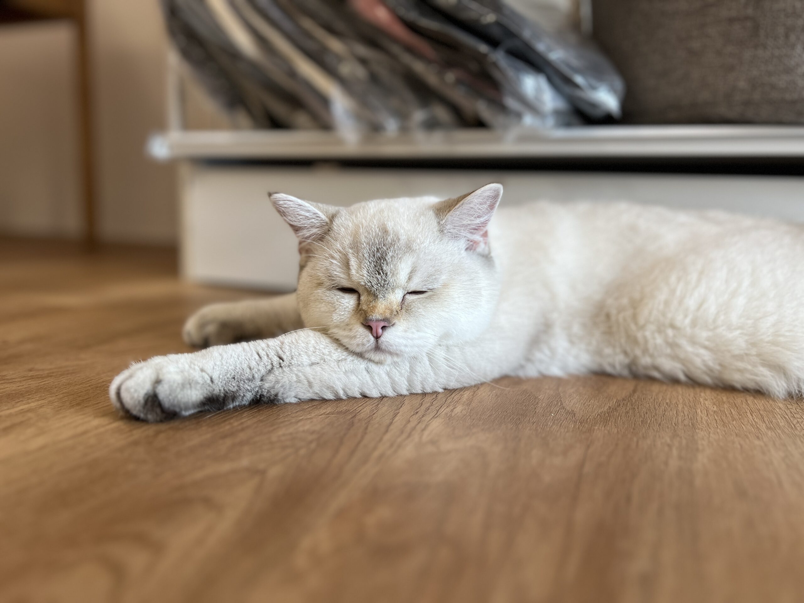Golden, the playful kitten, relaxing in the cosy Tiny Paw Lounge, an affordable luxury cat boarding and pet shop in Singapore.