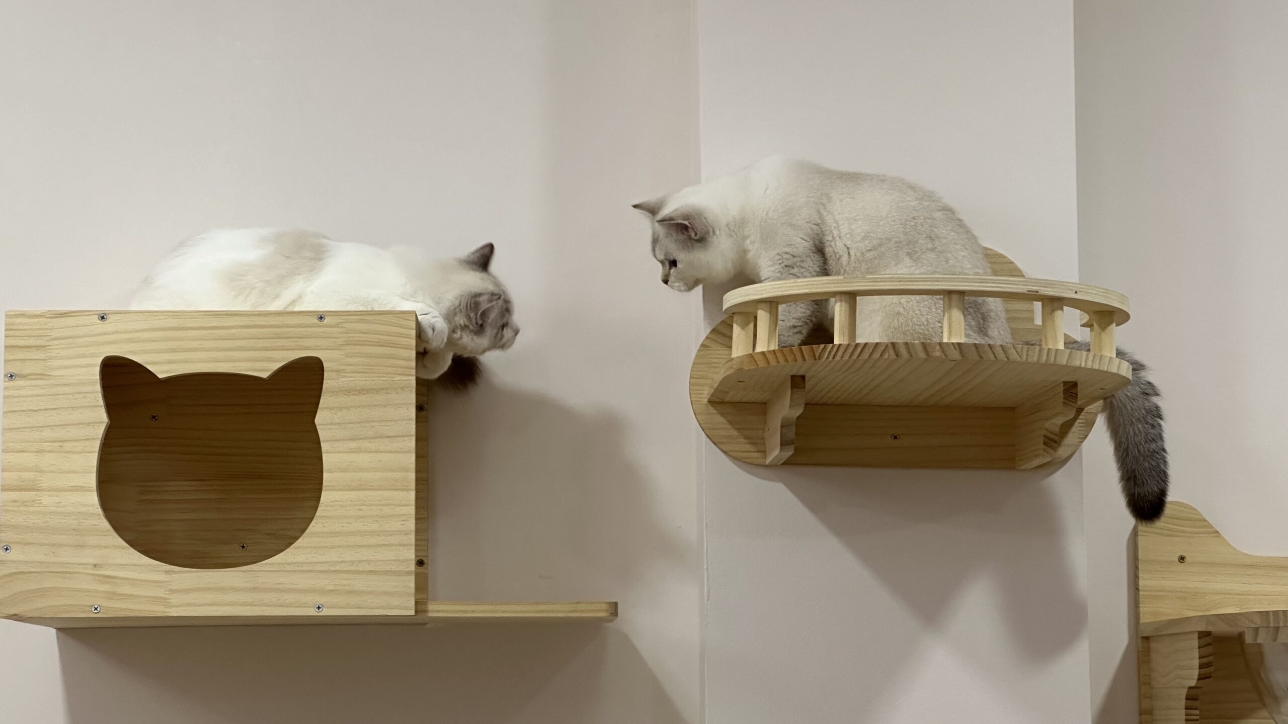 Interact with Pedigree Kitten at Tiny Paw Lounge – a cozy and inviting space for potential cat owners to interact with kittens.