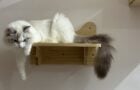Tiny Paw boutique offers a curated selection of high-quality items designed to cater to the unique needs of your feline companions.