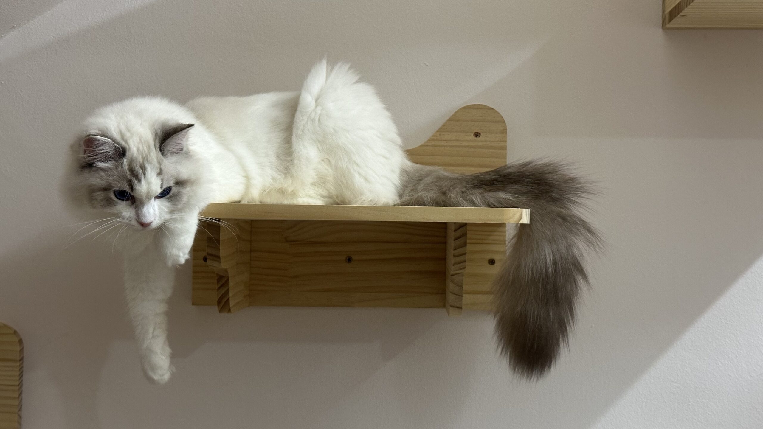 Tiny Paw boutique offers a curated selection of high-quality items designed to cater to the unique needs of your feline companions.