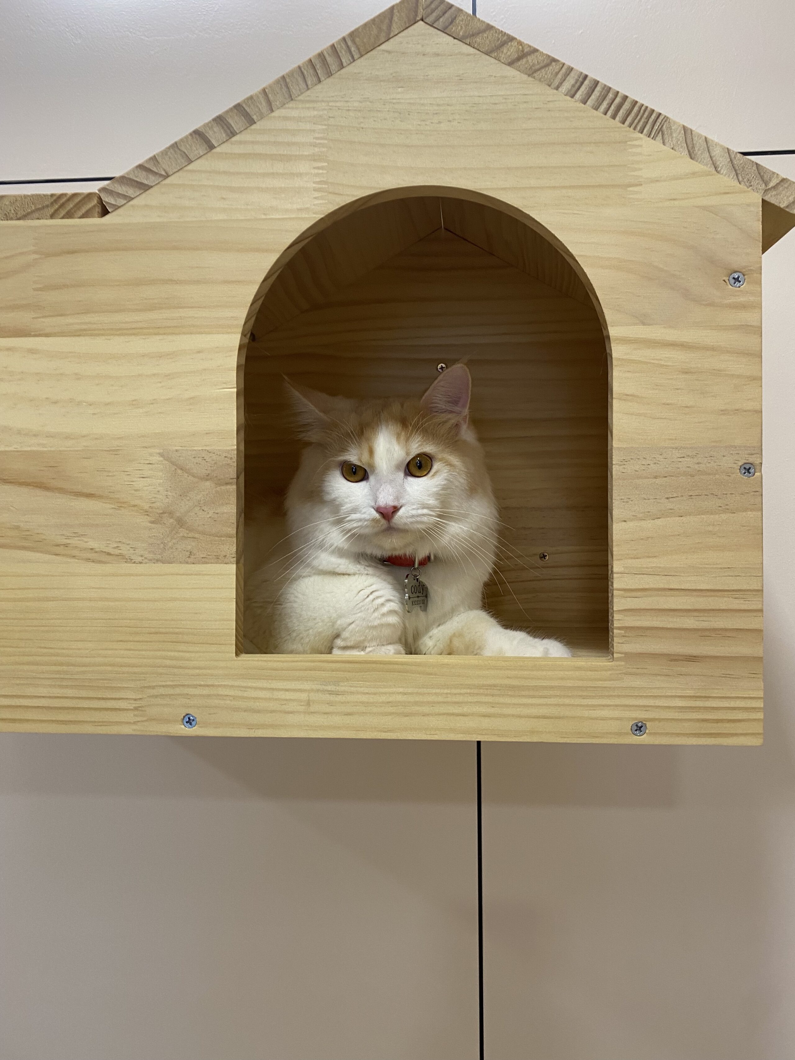 Tiny Paw FAQ - A helpful and informative section answering common questions about Tiny Paw's services, policies, and offerings. Designed to provide clarity and support for cat owners seeking information on boarding, care, and boutique products.