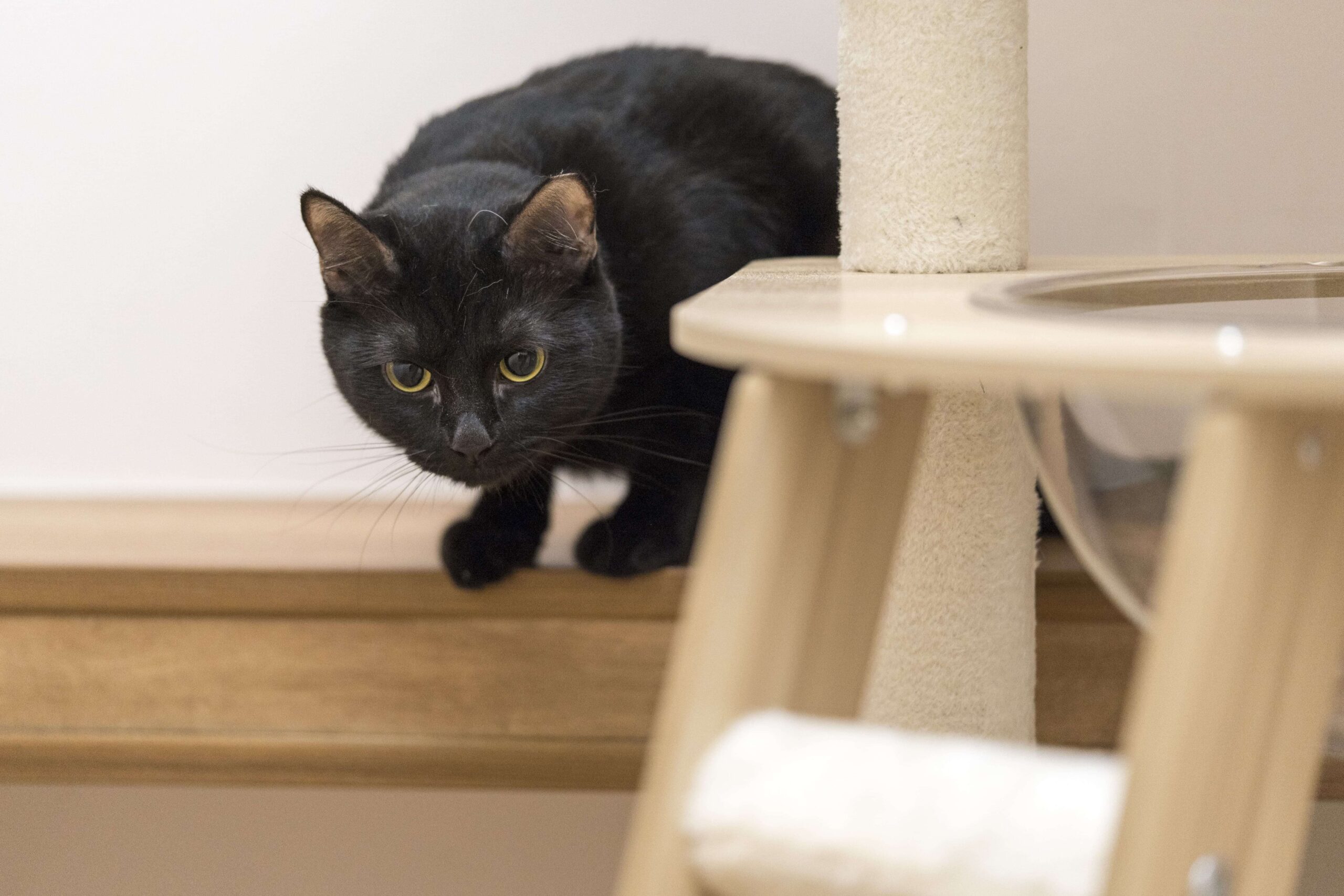Affordable Luxury Cat Hotel, Tiny Paw Hotel, A serene and comfortable space for cats, featuring a cosy bed, gentle lighting, and a calm atmosphere. Designed to make cats feel safe and relaxed during their stay, with subtle, luxurious touches for a premium experience.