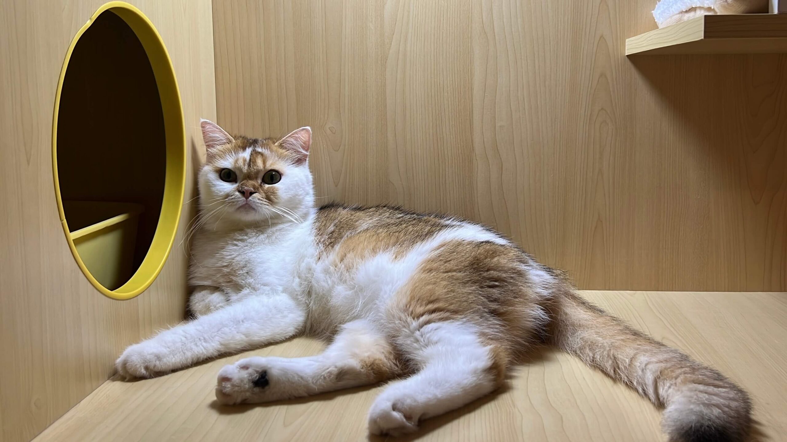 Affordable Luxury Cat Hotel, Tiny Paw Hotel, A serene and comfortable space for cats, featuring a cosy bed, gentle lighting, and a calm atmosphere. Designed to make cats feel safe and relaxed during their stay, with subtle, luxurious touches for a premium experience.