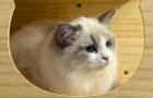 Luxury Cat Boarding Hotel in Singapore | Tiny Paw Boutique
