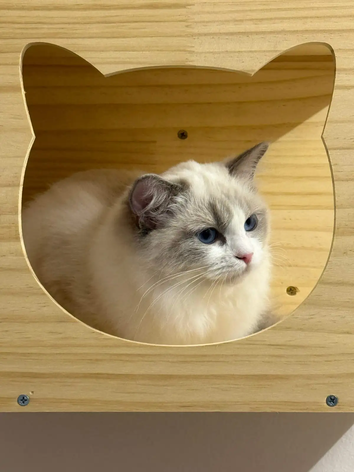Luxury Cat Boarding Hotel in Singapore | Tiny Paw Boutique