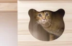 Luxury Cat Boarding Hotel in Singapore | Tiny Paw Premier Suite