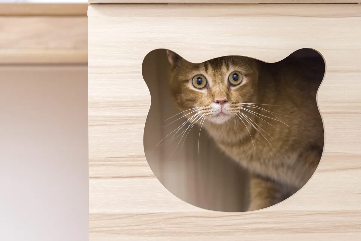 Luxury Cat Boarding Hotel in Singapore | Tiny Paw Premier Suite