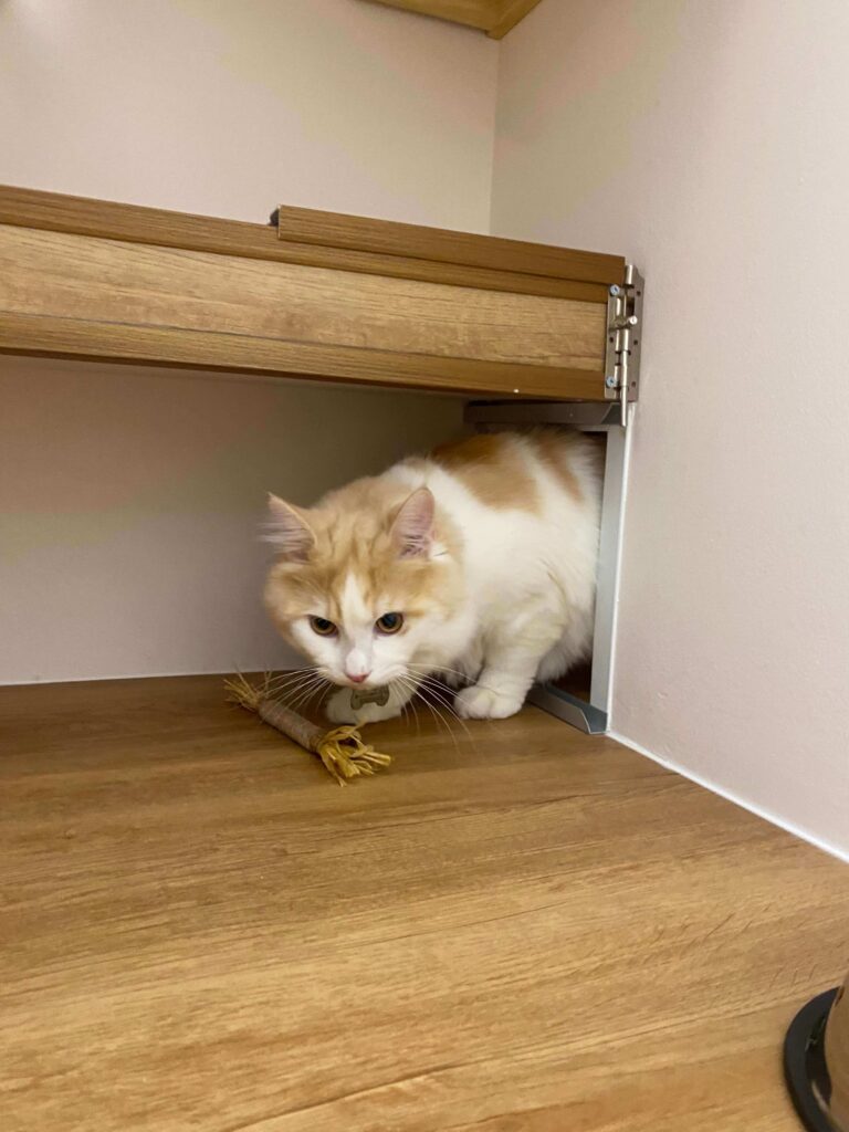 Luxury Cat Boarding Hotel in Singapore | Tiny Paw Cat Boarding Hotel | Deluxe Adjoining Suite