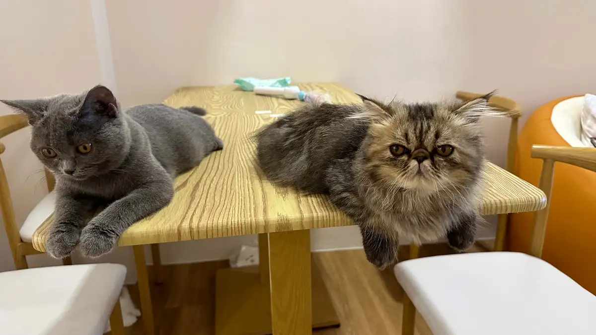 Contact the friendly team at Tiny Paw Singapore's cat hotel