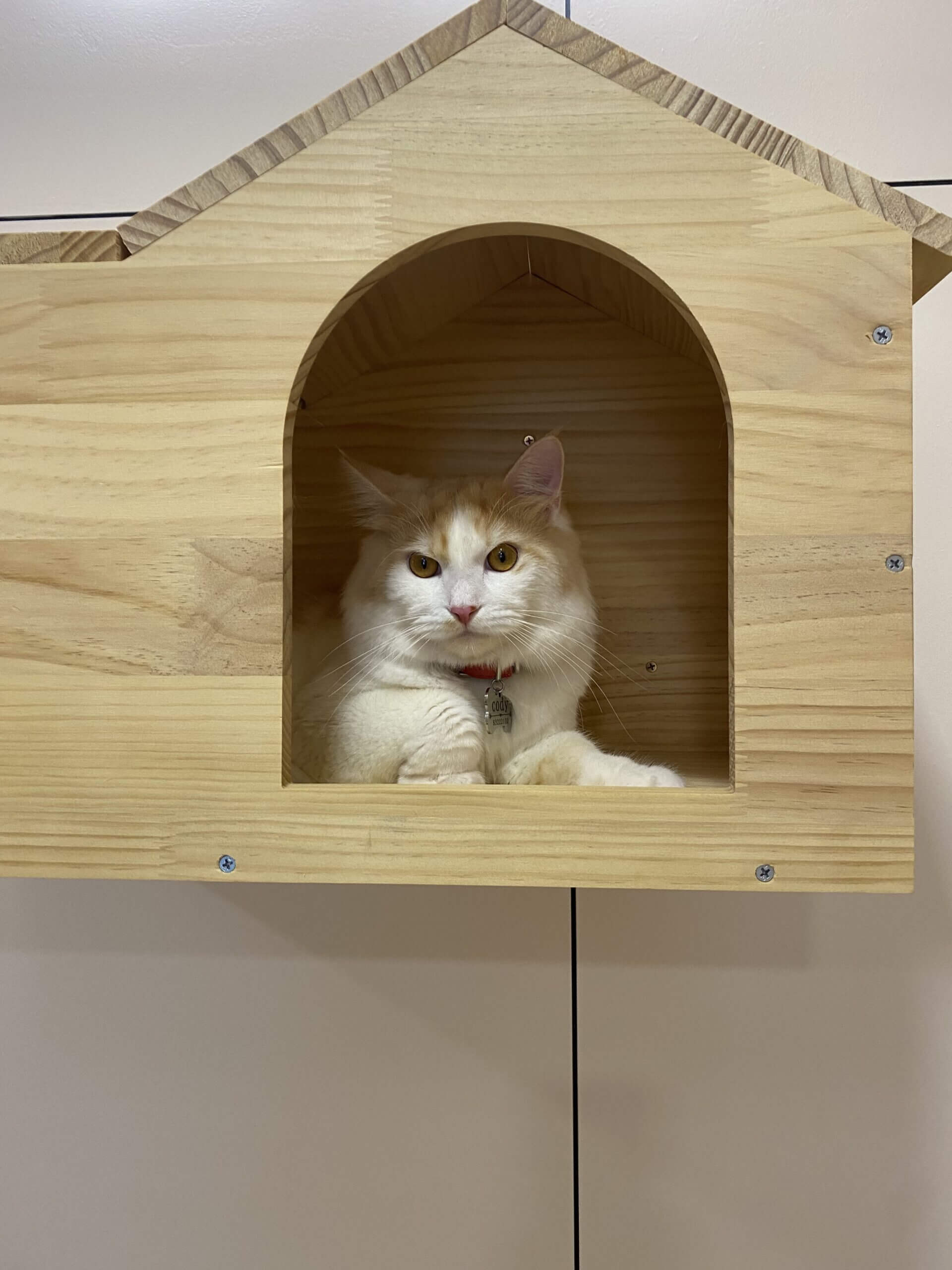 Tiny Paw Frequently Asked Questions page