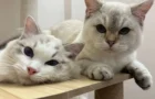 Luxury Cat Boarding Hotel in Singapore | Tiny Paw Wellness Center