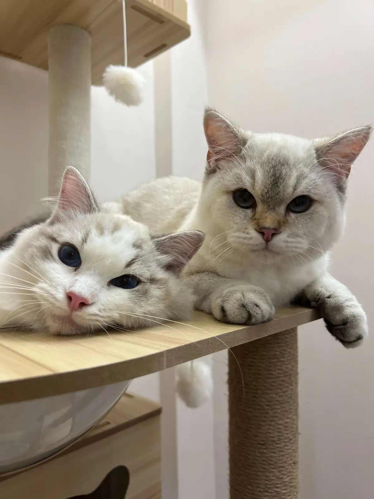 Luxury Cat Boarding Hotel in Singapore | Tiny Paw Wellness Center