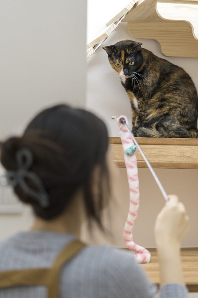 Interactive play at Tiny Paw Cat Boarding and Hotel in Singapore.