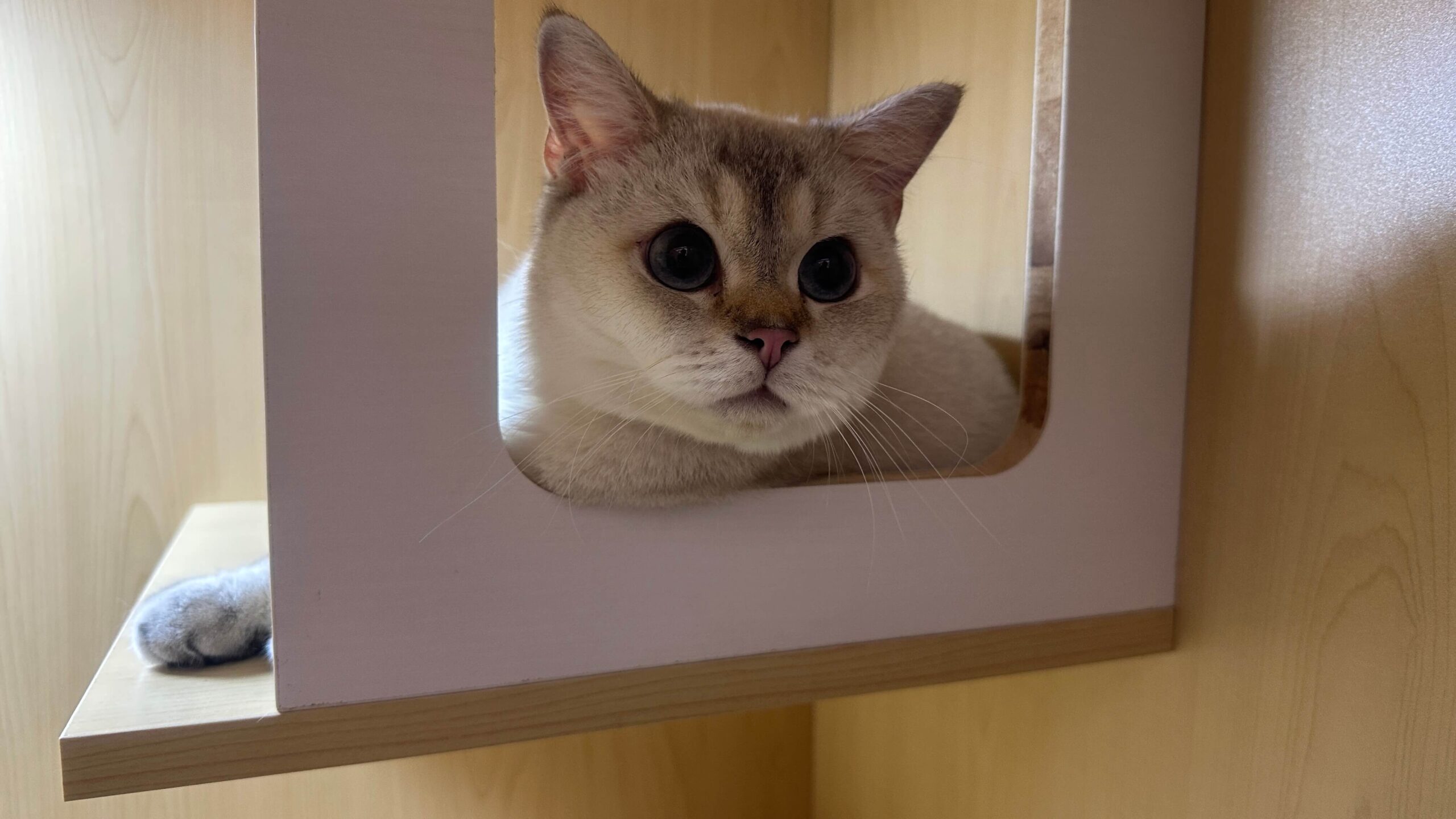 Luxury cat boarding suite at Tiny Paw Singapore.