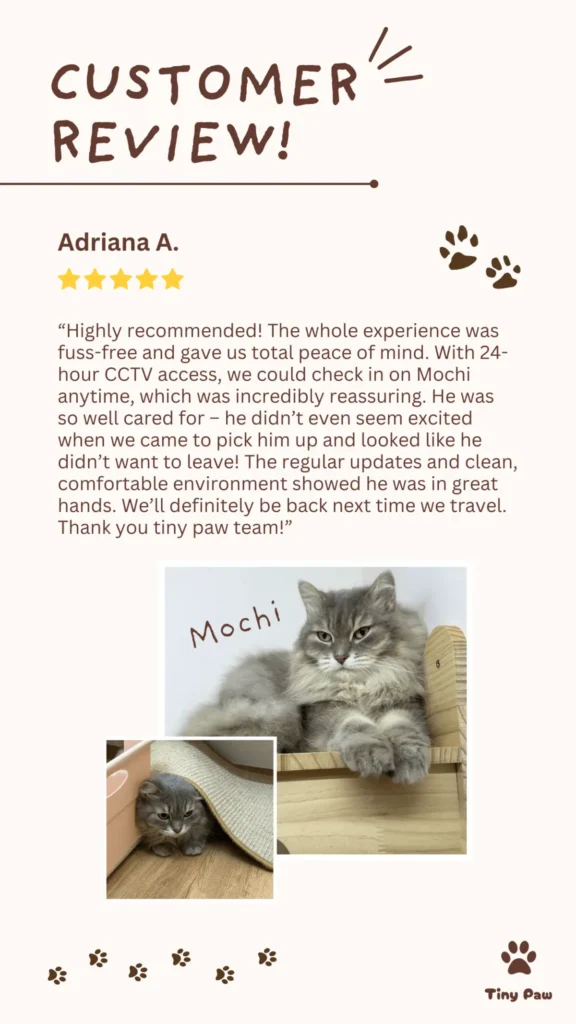 Adriana's 5-star review for cat boarding at Tiny Paw Cat Hotel Singapore