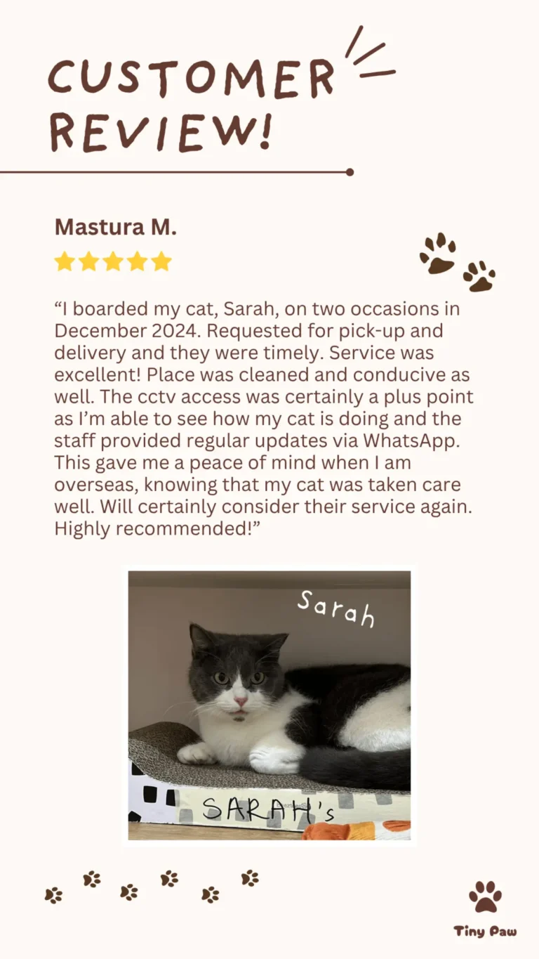Matsura's 5-star review for cat boarding at Tiny Paw Cat Hotel Singapore