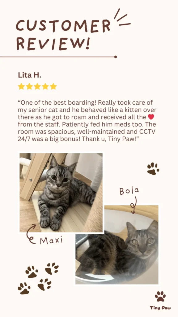 Lita's 5-star review for cat boarding at Tiny Paw Cat Hotel Singapore