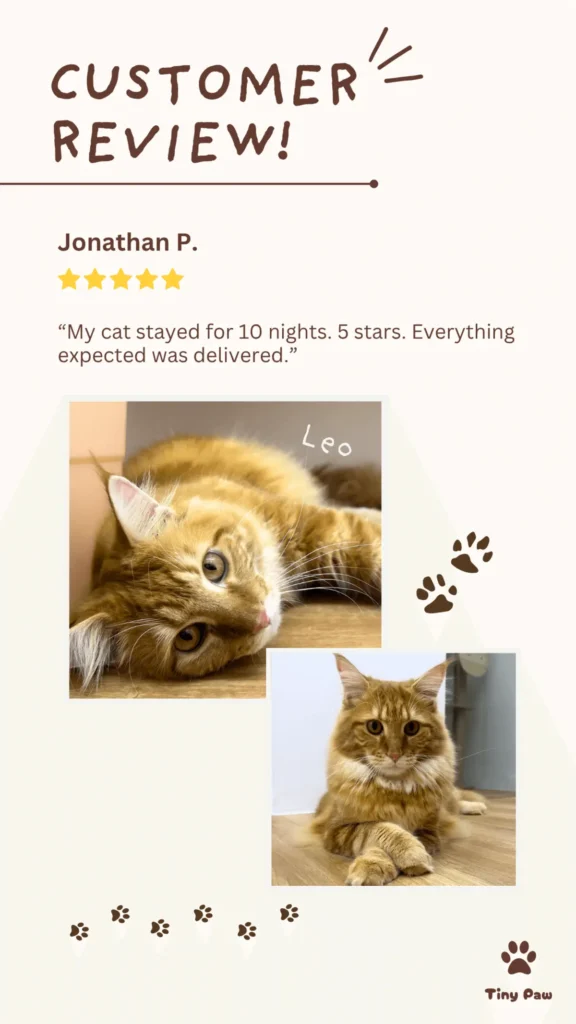 Jonathan's 5-star review for cat boarding at Tiny Paw Cat Hotel Singapore