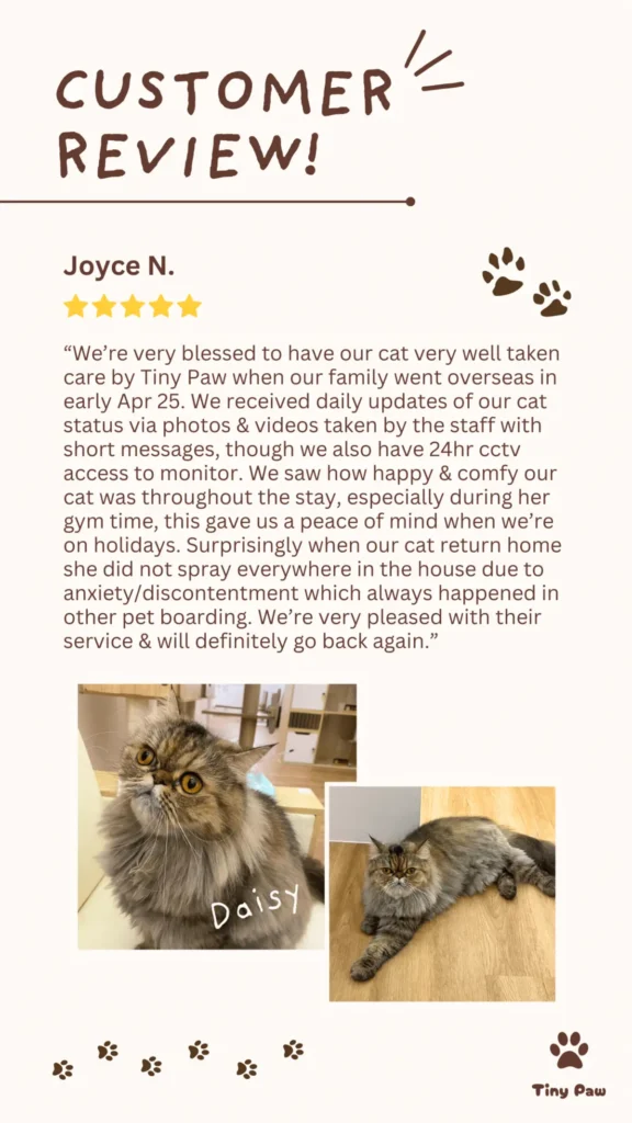 Joyce's 5-star review for cat boarding at Tiny Paw Cat Hotel Singapore
