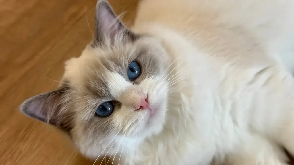 Tiny Paw Privacy Policy – Cat Hotel Singapore