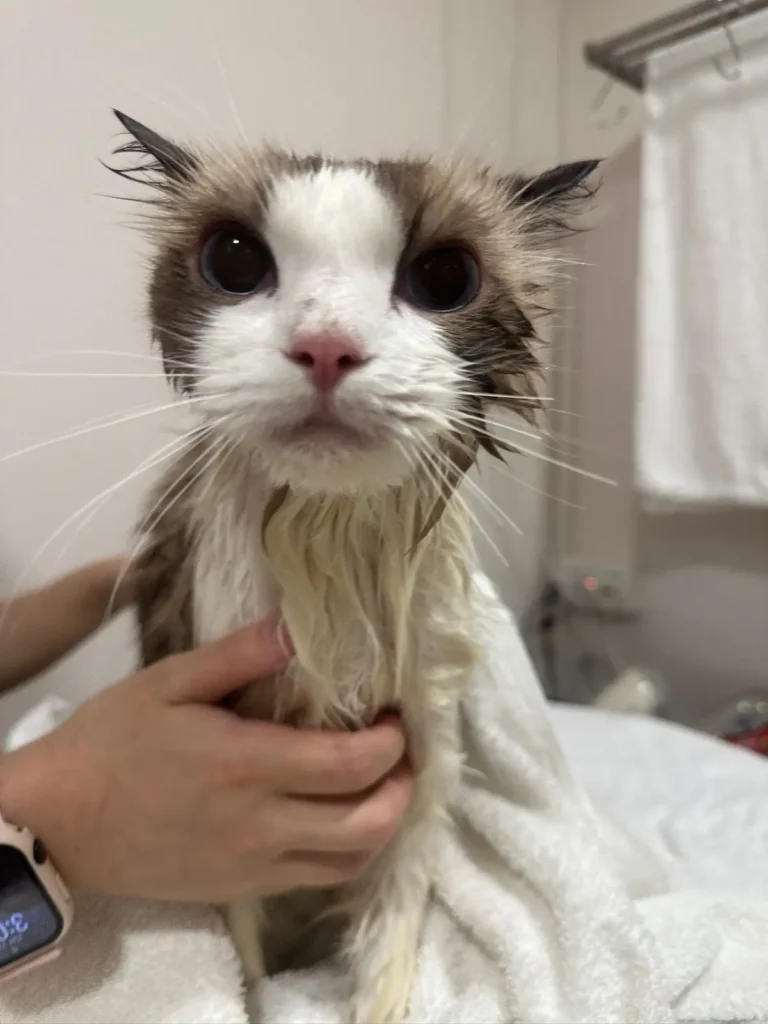 Calm cat receiving gentle grooming care at Tiny Paw Wellness Centre