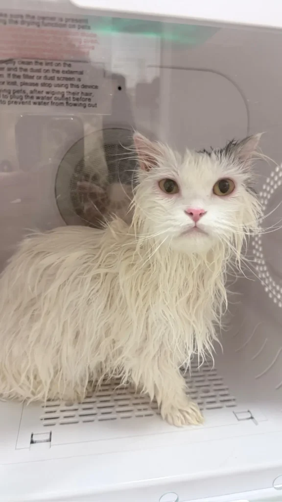 Cat relaxing during a wellness dryer session at Tiny Paw in Singapore