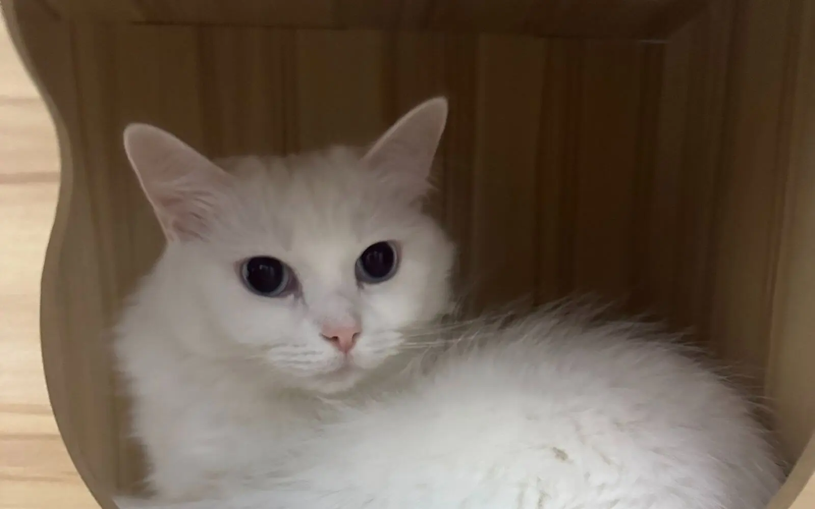 Luxury cat boarding at Tiny Paw Hotel in Singapore, featuring a calm, cat-only environment with private suites and attentive care