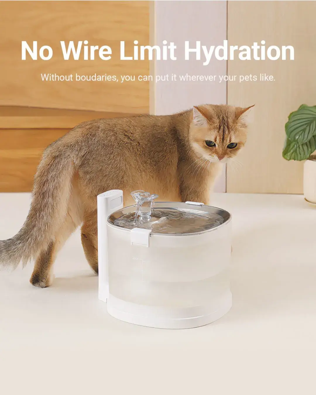 Cat enjoying a wireless water fountain