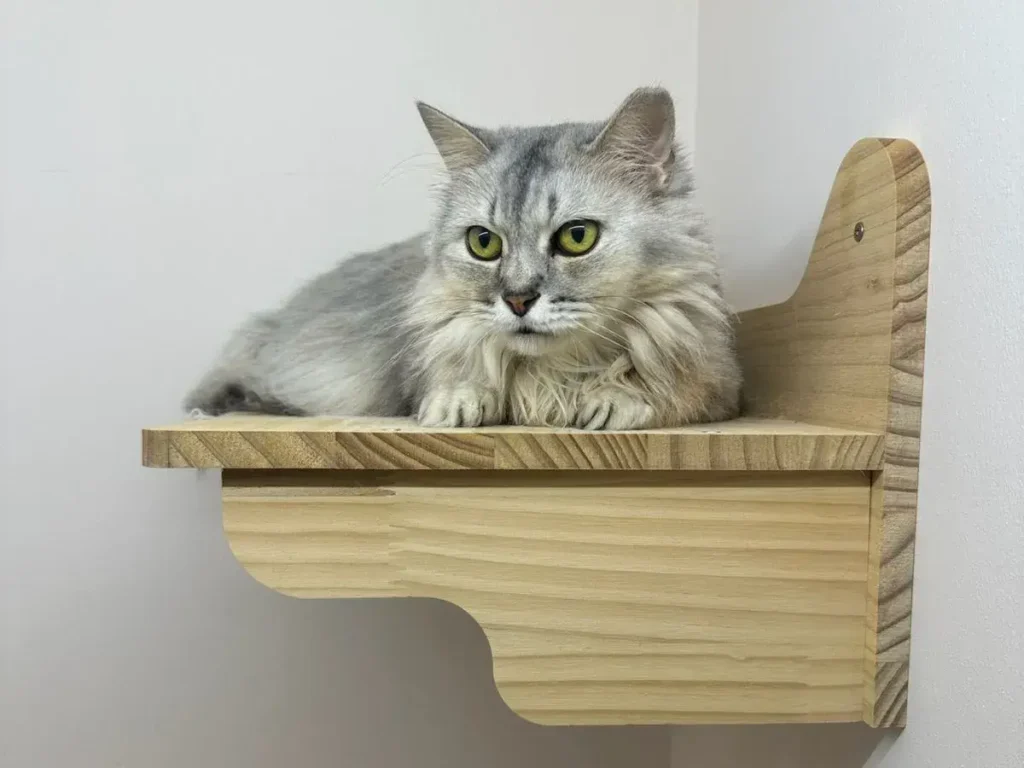 Calm cat resting in a private suite at Tiny Paw Cat Hotel Singapore