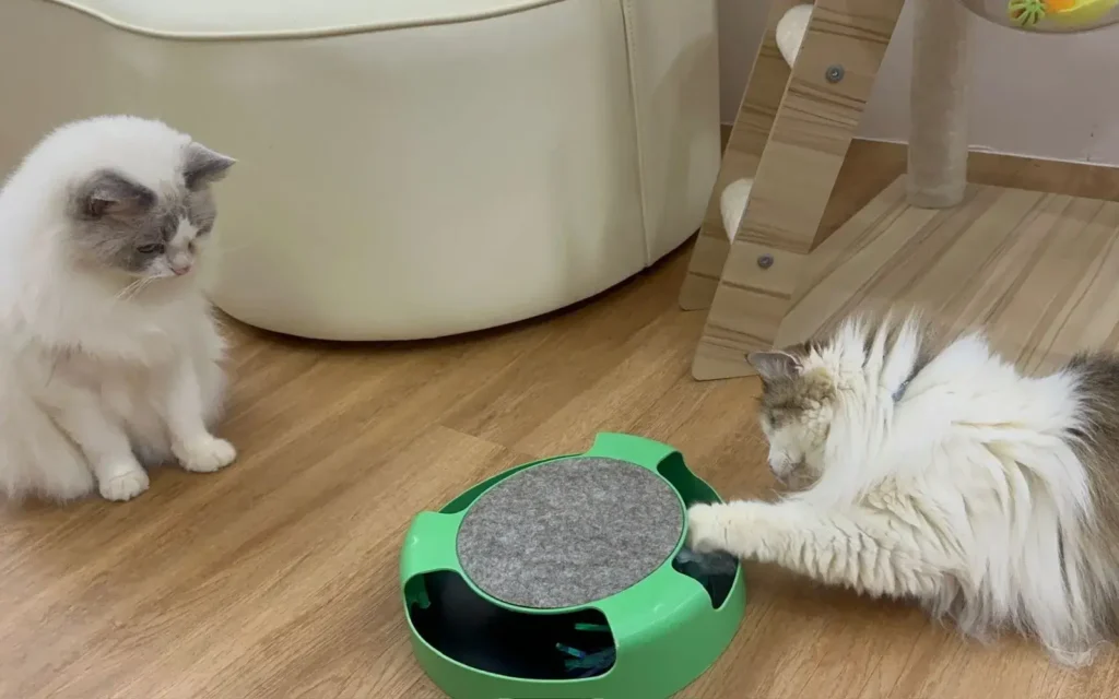 Cats enjoying play and enrichment at Tiny Paw Cat Hotel Singapore