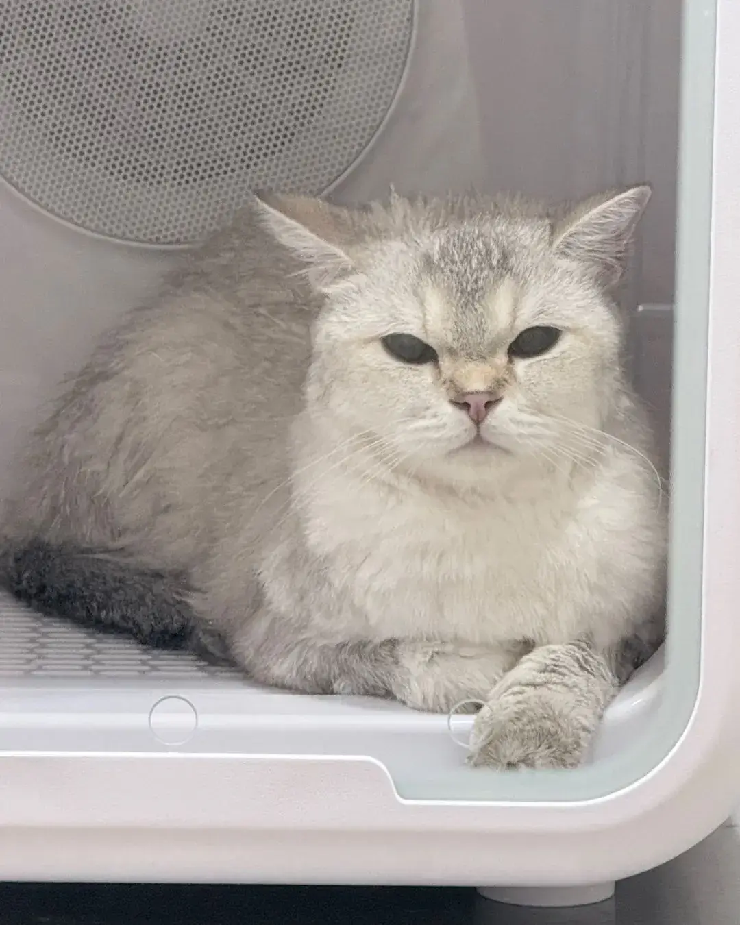 Cat enjoying a gentle wellness dryer session at Tiny Paw Cat Hotel Singapore
