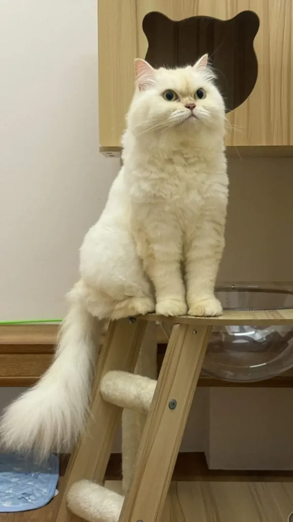Luxury cat-only boarding at Tiny Paw Cat Hotel in Singapore