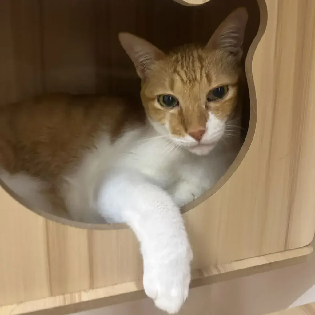 Cat relaxing inside a private wooden suite at Tiny Paw Cat Hotel Singapore