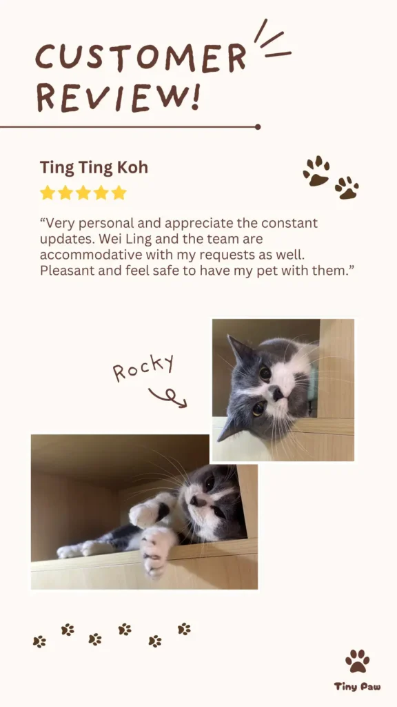 Ting Ting's 5-star review for cat boarding hotel at Tiny Paw Cat Hotel Singapore